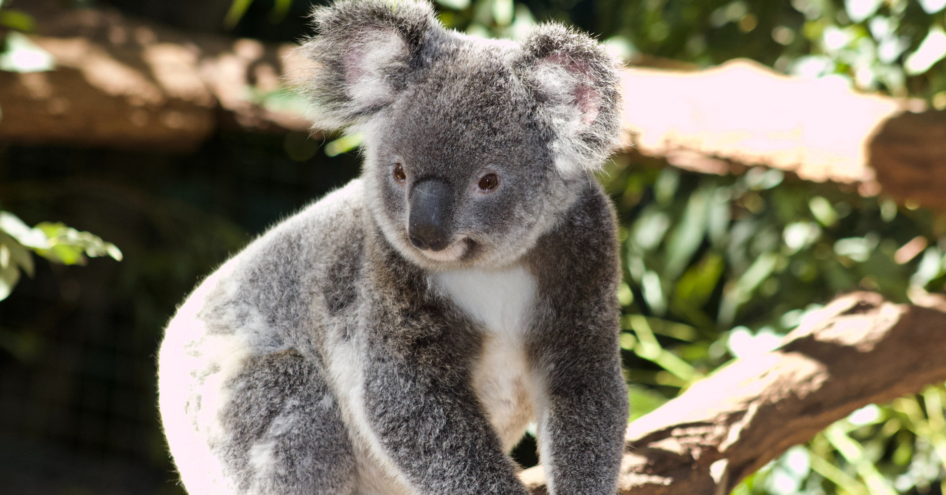 koala sitting