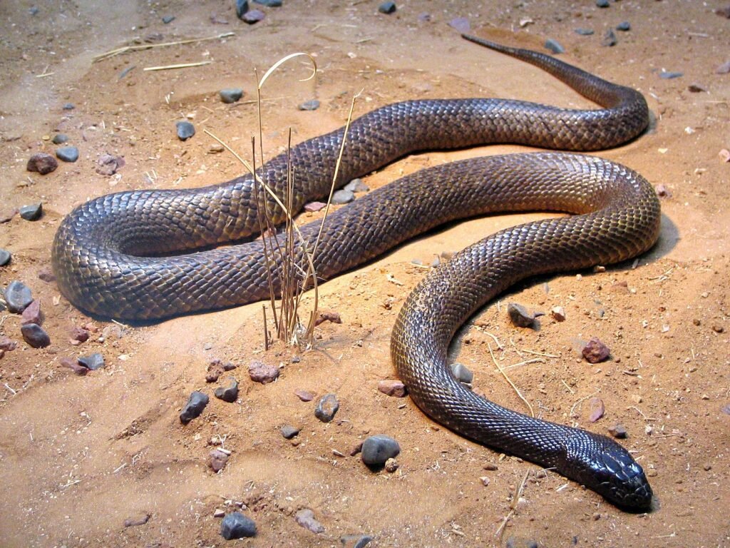 Dangerous Australian Animals. Inland taipan.