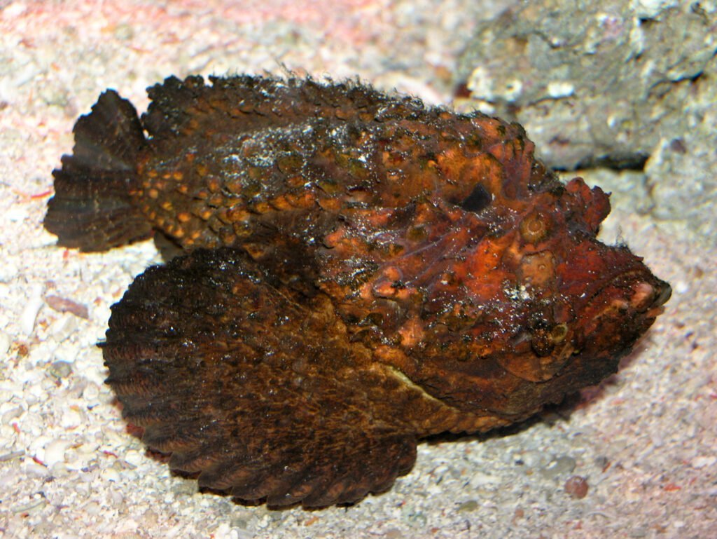 Dangerous Australian Animals. Stonefish.