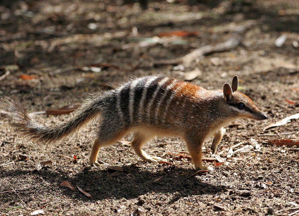 Numbat Perth Zoo, Western Australia taken by Martin Pot